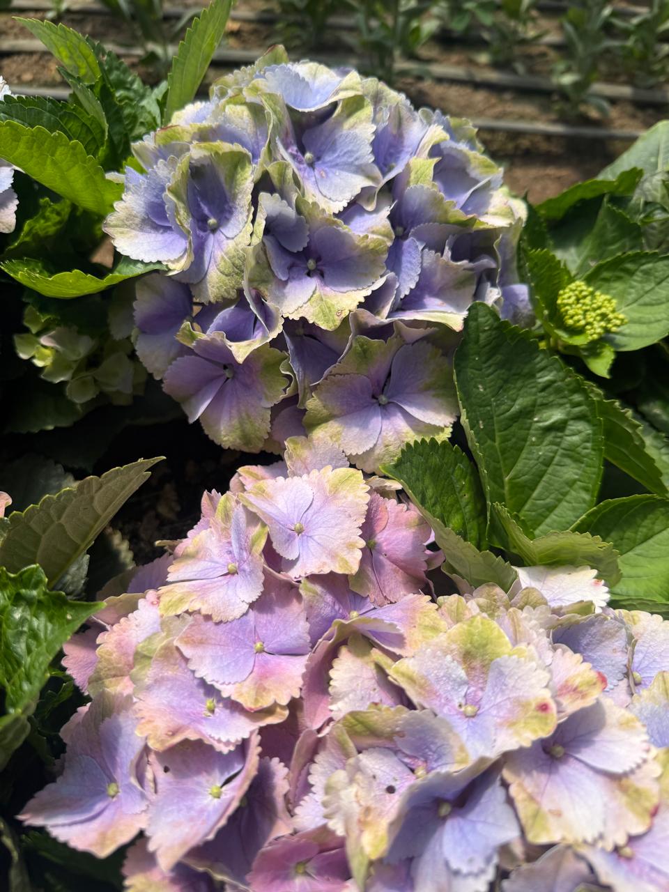 hortensias4