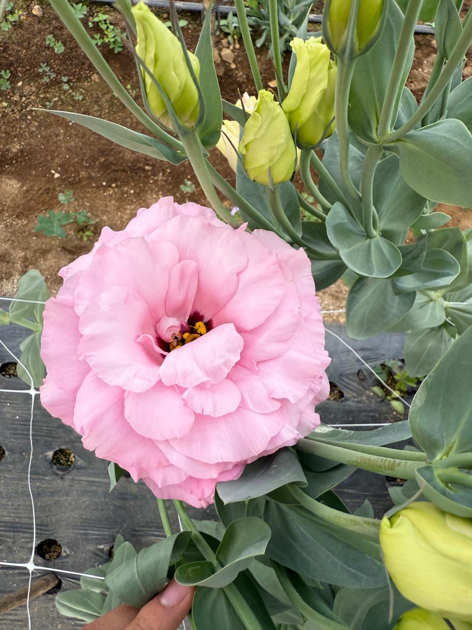 lisianthus4