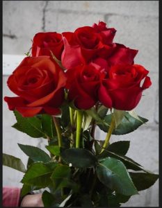 rosa1