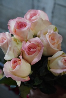 rosa16